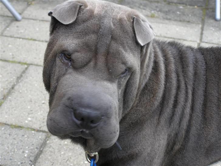 Shar pei Lupus - åh nej tager han nu billeder igen!!! billede 2
