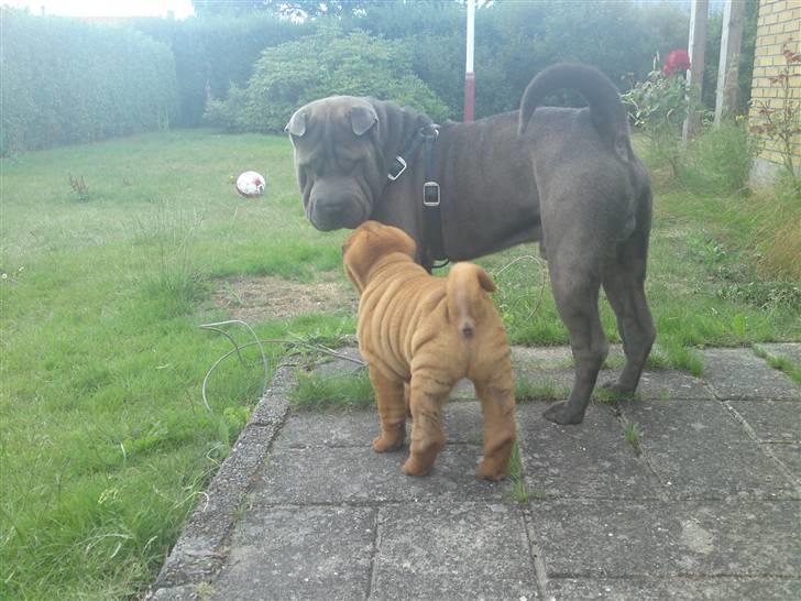 Shar pei Lupus - Hmm hvem er du, HVAD skal du bo her ? billede 4