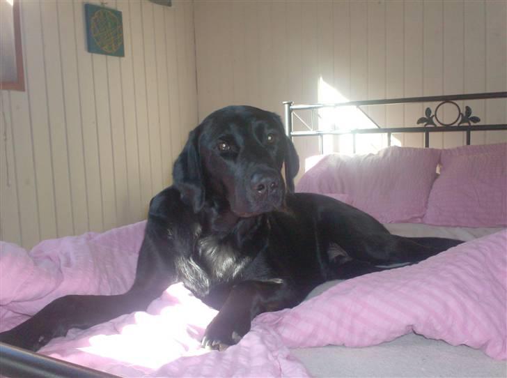 Labrador retriever santos - en rigtig tiggeprins billede 1