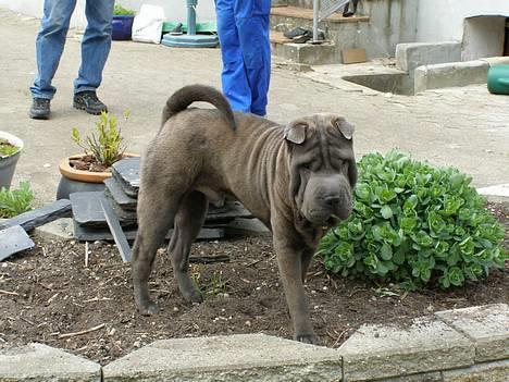 Shar pei Lupus - Holder lige vagt i faster,s bed. billede 5
