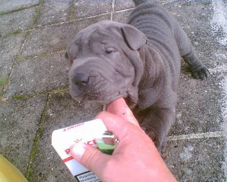 Shar pei Lupus - Gi, mig den så. billede 6