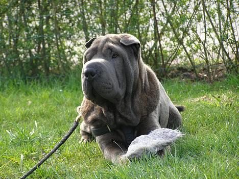 Shar pei Lupus - Pas bare på for det er min have. billede 7