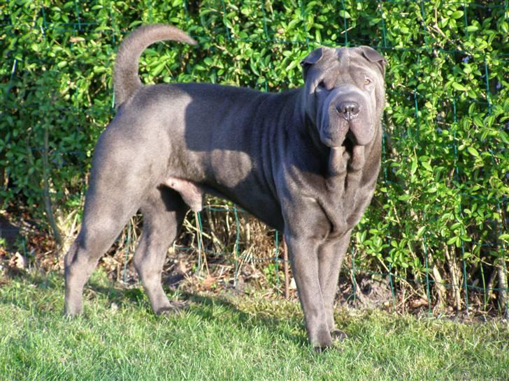 Shar pei Lupus - Ja jeg kan være ret fotogen. billede 8