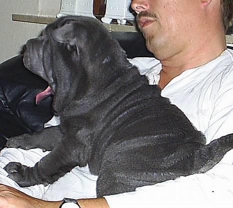 Shar pei Lupus - Det er hårdt at være hvalp ;-) billede 10