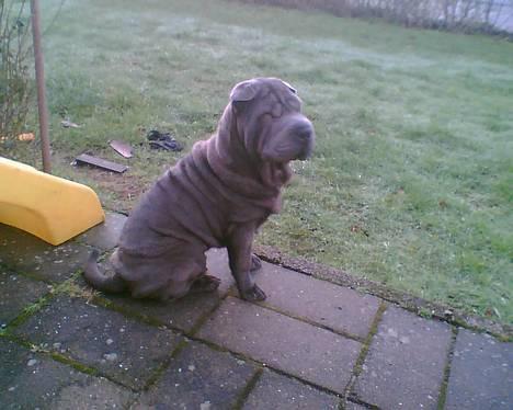 Shar pei Lupus - Hej :-) Gi´r du en godbid? billede 11