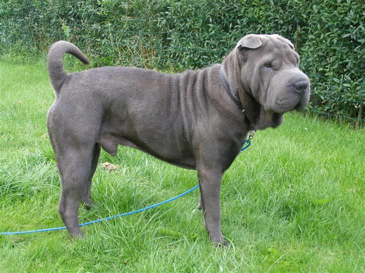 Shar pei Lupus - checker lige om der kommer nogen forbi. billede 12