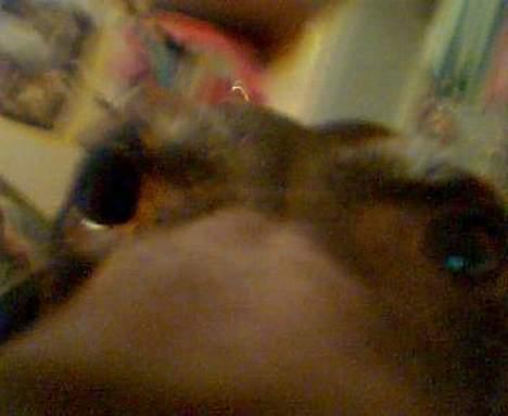 Korthåret hønsehund Betty  R.I.P<3 - Smukke dig Betty <3 billede 9