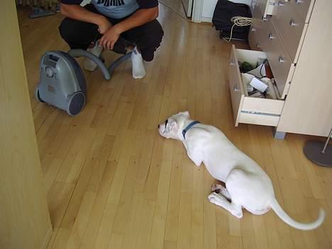 Blanding af racer Cayla billede 10