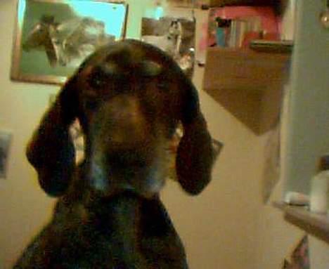 Korthåret hønsehund Betty  R.I.P<3 - Betty på cam.:) billede 10