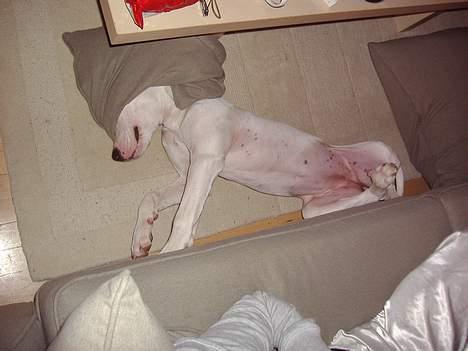 Blanding af racer Cayla billede 11