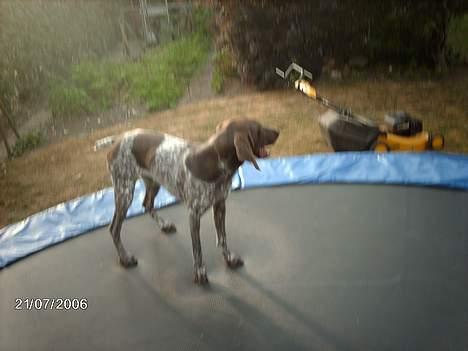 Korthåret hønsehund Emma ( balade mageren) - Man kan vel ikke gøre for at man har charme ? ;b billede 11