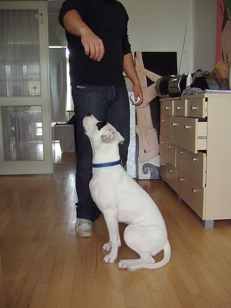 Blanding af racer Cayla billede 12