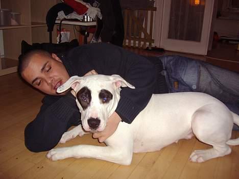 Blanding af racer Cayla billede 13