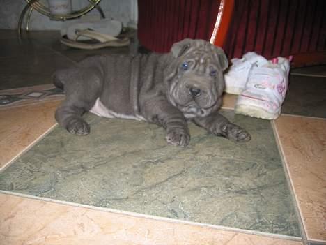 Shar pei Lupus - mit hjem i Ungarn billede 13
