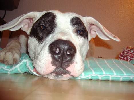 Blanding af racer Cayla billede 15