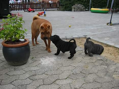 Shar pei Lupus - mig, Budda og Tilla billede 14