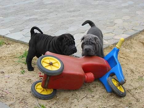 Shar pei Lupus - mig og min bror budda billede 15