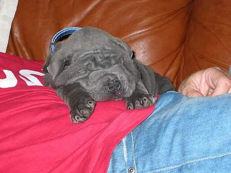 Shar pei Lupus - sover lige ved min papfar, inden jeg skal hjem til mor og far. billede 16