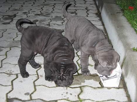 Shar pei Lupus - mig og min bror Budda på vej hjem fra Tyskland billede 17