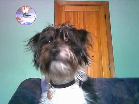 Blanding af racer nuser billede 1