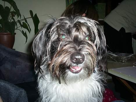 Blanding af racer nuser billede 2