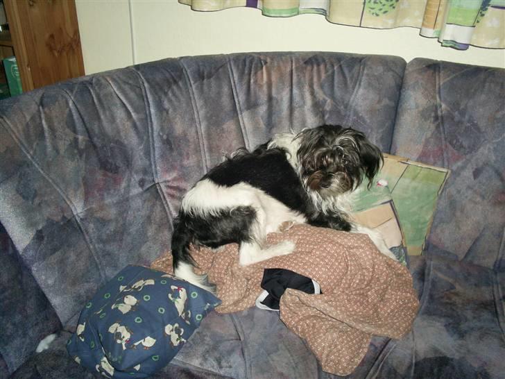 Blanding af racer nuser billede 3