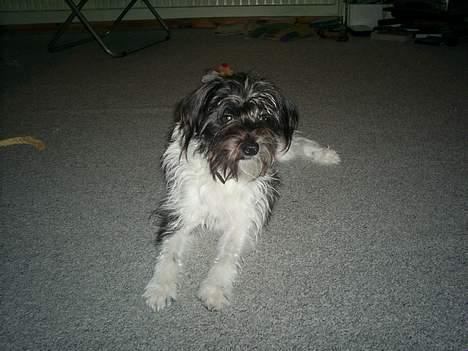 Blanding af racer nuser billede 4