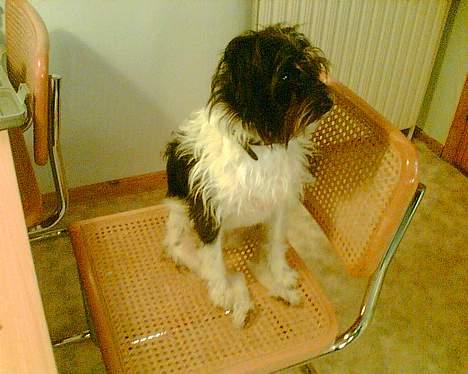 Blanding af racer nuser billede 5