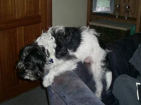 Blanding af racer nuser billede 6