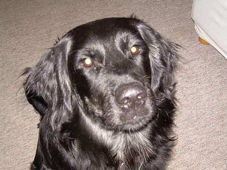 Blanding af racer Bastian. - Vores kæmpe baby..*GG*...på 7 1/2 mdr. billede 9