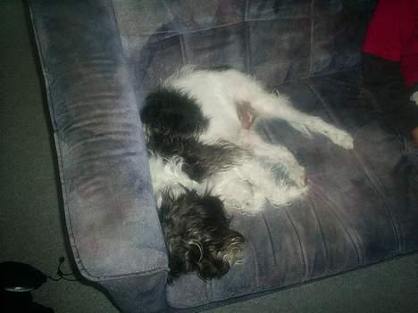 Blanding af racer nuser billede 7