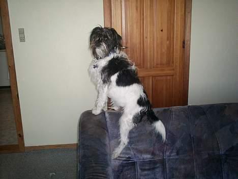 Blanding af racer nuser billede 8