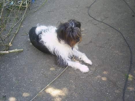 Blanding af racer nuser billede 9