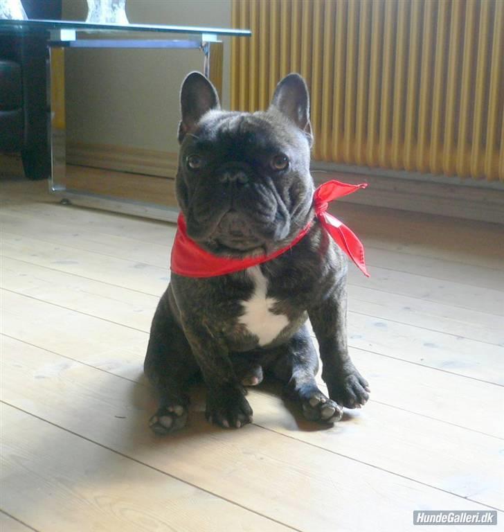 Fransk bulldog Chef D Òeuvre  ( Louis ) - Mors dreng billede 17