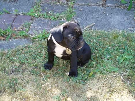 Fransk bulldog Fiona billede 18