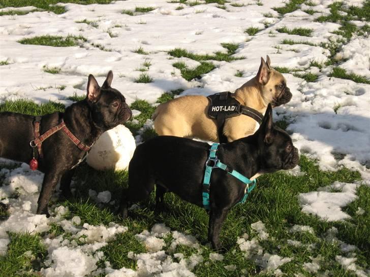 Fransk bulldog Fiona billede 19