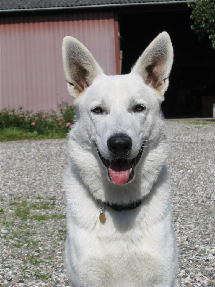 Hvid schæfer Nice'nwise Groucho Nicki billede 1