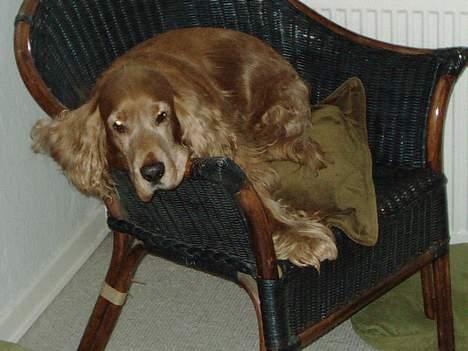 Cocker spaniel Dumbo billede 11