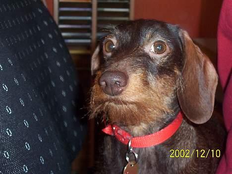 Dværggravhund Fie - Fie i profil billede 1