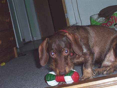 Dværggravhund Fie - Sød er hun da! billede 2