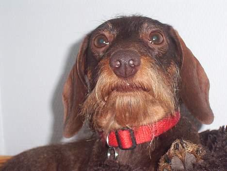 Dværggravhund Fie - Er det mor der kommer hjem? billede 3