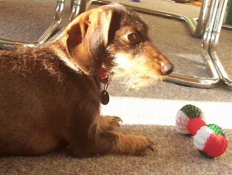 Dværggravhund Fie - Sød er hun da! billede 4