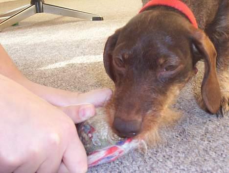 Dværggravhund Fie - Sød er hun da! billede 5