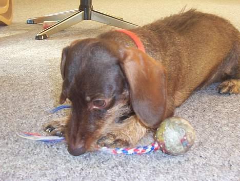 Dværggravhund Fie - Sød er hun da! billede 6