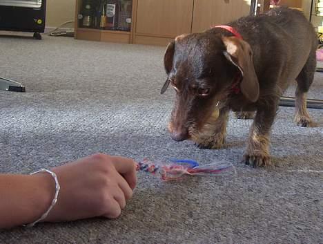 Dværggravhund Fie - Sød er hun da! billede 7