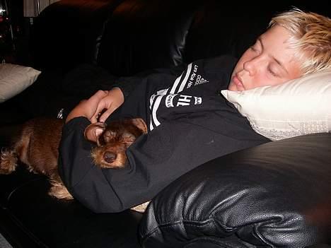 Dværggravhund Fie - Nogen der sagde sove? det tror jeg nok lige! billede 8