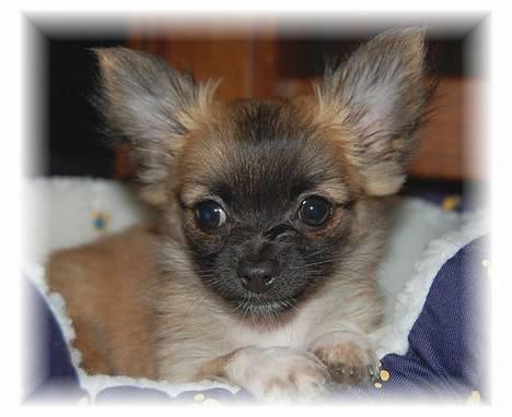 Chihuahua Nero - Her er lille Nero 10 uger gammel... billede 1