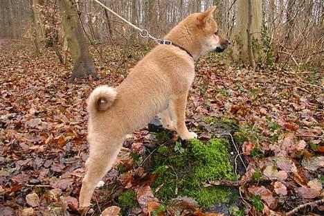 Shiba Kashi - Kashi nyder at være i Risskov skov. 14 uger. billede 13