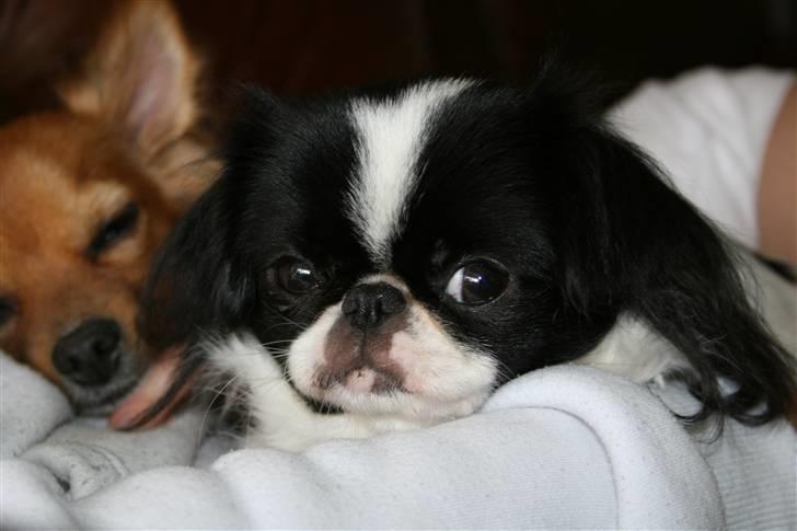 Blanding af racer Flodhesten Blutilda :) billede 1