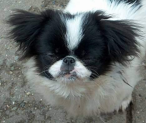 Blanding af racer Flodhesten Blutilda :) billede 2